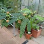 Mimosa polycarpa Vekstform