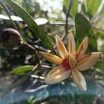 Clusia rosea Flower