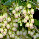 Enkianthus campanulatus 花