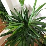 Howea forsteriana Hoja