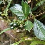 Chassalia gaertneroides Hoja