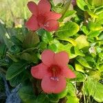 Barleria repens Blüte