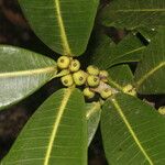 Ficus americana Leaf