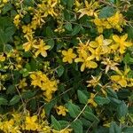 Hypericum patulumFlower