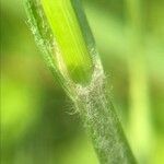 Carex hirta Hoja