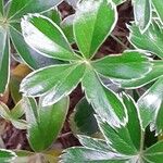 Alchemilla saxatilis Hoja