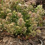 Lepidium montanum Habitat