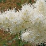 Sorbaria grandiflora