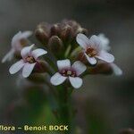 Aethionema thomasianum Blüte