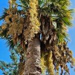 Washingtonia filifera 花