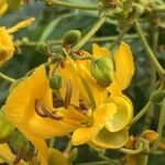 Cassia abbreviata Flor