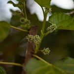 Morus alba Fruto