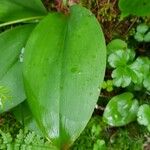 Clintonia borealis Leaf