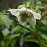 Rubus illecebrosus Цветок