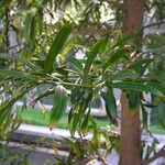 Podocarpus elatus Elinympäristö