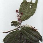 Miconia gracilis Otro