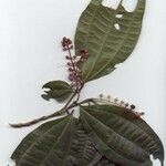 Miconia gracilis Іншае