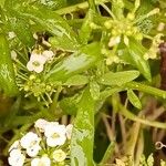 Lobularia maritima Folio