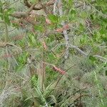 Aloe secundiflora Traoù all