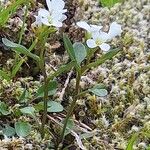 Cardamine resedifolia Buveinė