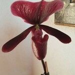 Paphiopedilum charlesworthii Blüte