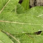 Oenothera glazioviana Leaf