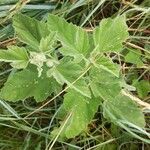 Althaea officinalis Blatt