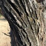 Terminalia prunioides Bark