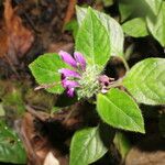 Justicia brenesii Flor