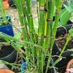 Equisetum hyemaleHostoa