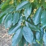 Diospyros lotusList