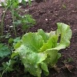 Lactuca sativa Folha