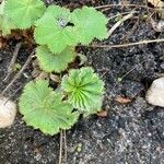 Alchemilla acutiloba Lapas