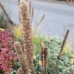 Liatris pycnostachya Fruit