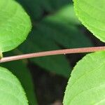 Juglans cinerea Bark