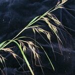 Themeda arundinacea Natur