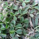 Trifolium suffocatum Likasa