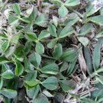 Trifolium suffocatum List