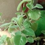 Coleus barbatus Leht