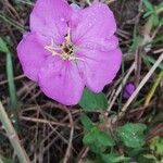 Heterotis rotundifolia Цвят