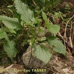 Urtica morifolia Plante entière