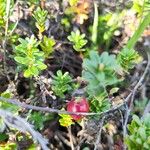 Vaccinium macrocarpon Fruit