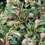 Cotoneaster microphyllus পাতা