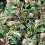 Cotoneaster microphyllus 葉