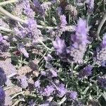 Lavandula dentataЦвят