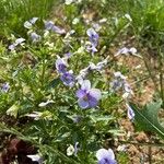 Viola arvensis Flower