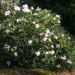 Rhododendron hyperythrum Alkat (teljes növény)