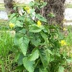Sinapis arvensis Fula
