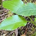 Orthilia secunda Leaf