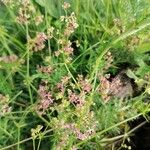 Galium rubrum Blüte